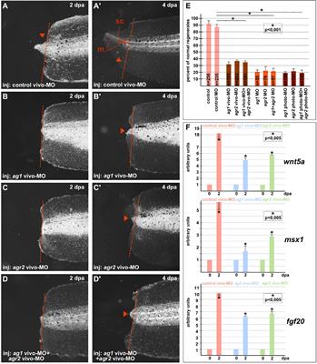 The Secreted Protein Disulfide Isomerase Ag1 Lost by Ancestors of Poorly Regenerating Vertebrates Is Required for Xenopus laevis Tail Regeneration